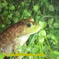 /home//u458753944/public_html/sourcegallery/////Frogs/More bullfrogs/P9110727.JPG